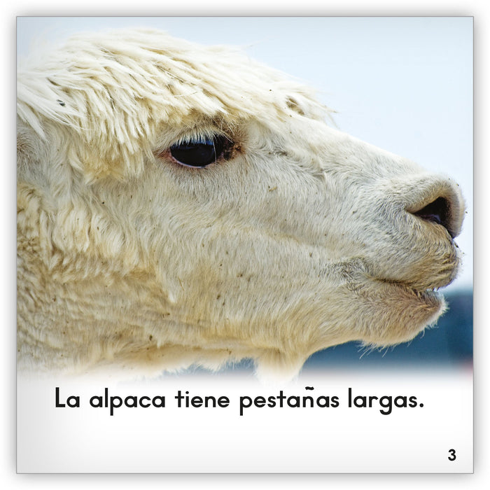 La alpaca from Zoozoo Mundo Animal