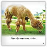 La alpaca from Zoozoo Mundo Animal