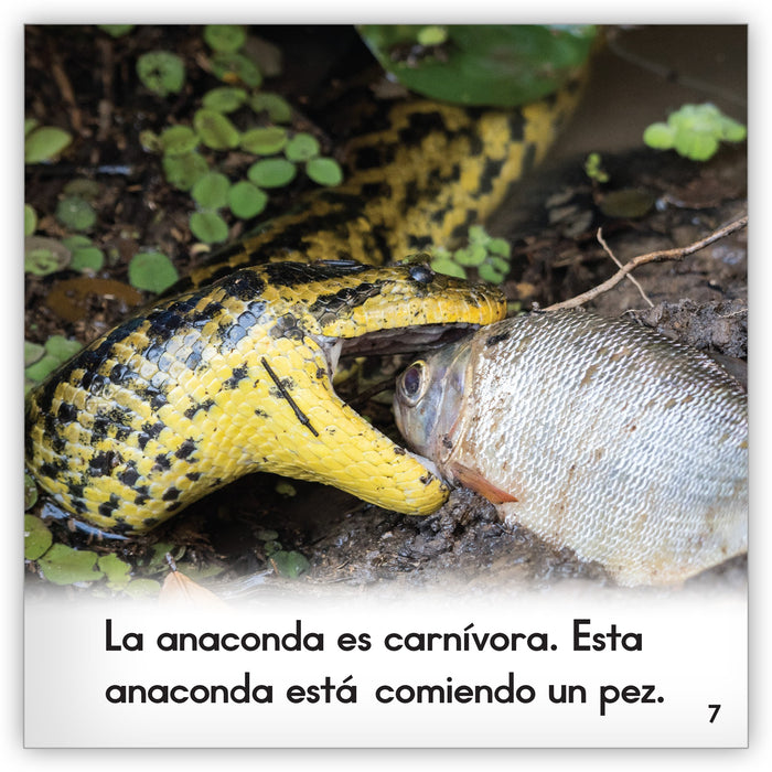 La anaconda