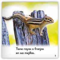 La ardilla listada from Zoozoo Mundo Animal