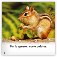 La ardilla listada from Zoozoo Mundo Animal