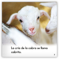 La cabra from Zoozoo Mundo Animal