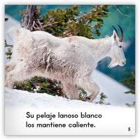 La cabra de montaña from Zoozoo Mundo Animal