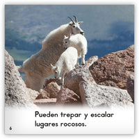 La cabra de montaña from Zoozoo Mundo Animal