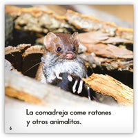 La comadreja from Zoozoo Mundo Animal