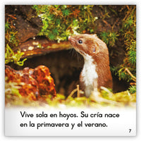 La comadreja from Zoozoo Mundo Animal