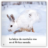 La liebre de montaña from Zoozoo Mundo Animal