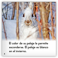 La liebre de montaña from Zoozoo Mundo Animal