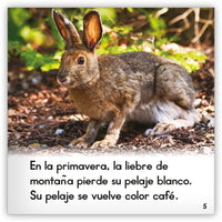 La liebre de montaña from Zoozoo Mundo Animal