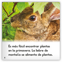 La liebre de montaña from Zoozoo Mundo Animal