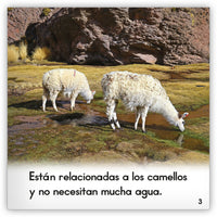 La llama from Zoozoo Mundo Animal