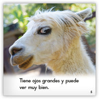 La llama from Zoozoo Mundo Animal