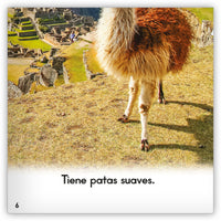 La llama from Zoozoo Mundo Animal