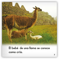 La llama from Zoozoo Mundo Animal