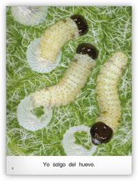 La mariposa from Colección Caleidoscopio