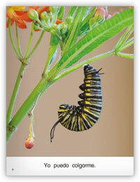 La mariposa from Colección Caleidoscopio