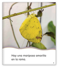 La mariposa se posa en mí