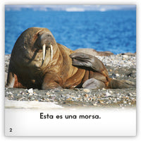 La morsa Leveled Book