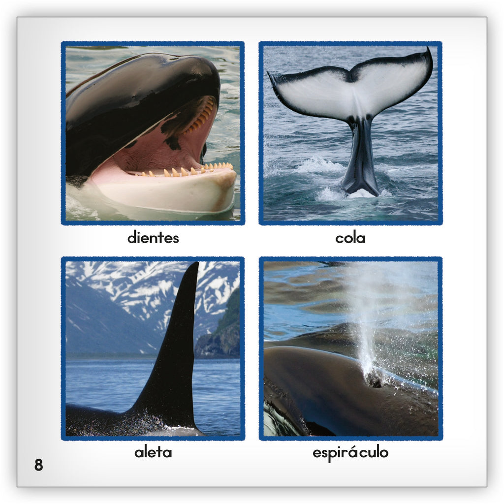 La orca - Zoozoo Mundo Animal - Hameray Publishing