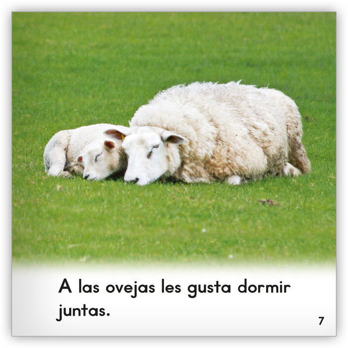 La oveja from Zoozoo Mundo Animal