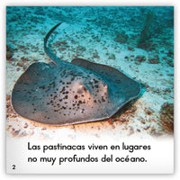 La pastinaca from Zoozoo Mundo Animal