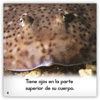 La pastinaca from Zoozoo Mundo Animal