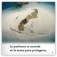 La pastinaca from Zoozoo Mundo Animal