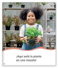 La planta en una maceta