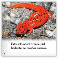 La salamandra