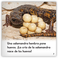 La salamandra