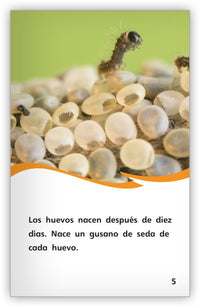 La seda del gusano de seda from Fábulas y el Mundo Real