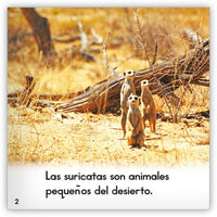 La suricata from Zoozoo Mundo Animal