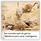 La suricata from Zoozoo Mundo Animal