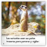 La suricata from Zoozoo Mundo Animal