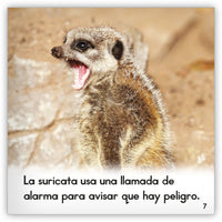 La suricata from Zoozoo Mundo Animal