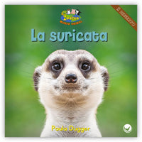 La suricata from Zoozoo Mundo Animal