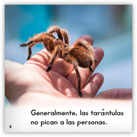 La tarántula from Zoozoo Mundo Animal