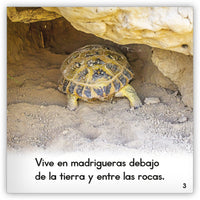 La tortuga del desierto from Zoozoo Mundo Animal