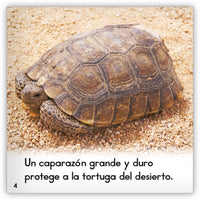 La tortuga del desierto from Zoozoo Mundo Animal