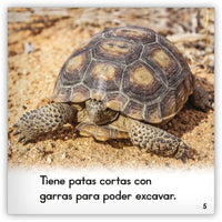 La tortuga del desierto from Zoozoo Mundo Animal