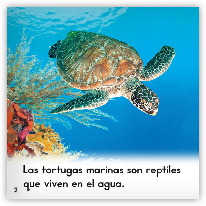 La tortuga marina from Zoozoo Mundo Animal