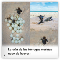 La tortuga marina from Zoozoo Mundo Animal