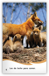 La vida de un zorro from Fábulas y el Mundo Real