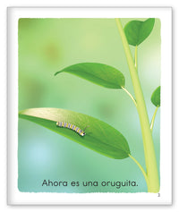 La vida de una mariposa from Los Pajaritos de Joy Cowley