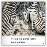 Las cebras from Zoozoo En La Selva