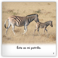 Las cebras from Zoozoo En La Selva