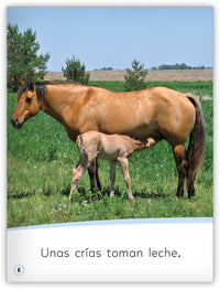 Las crías de los animales