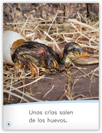 Las crías de los animales