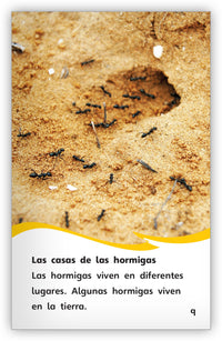 Las hormigas extraordinarias from Fábulas y el Mundo Real