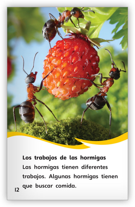 Las hormigas extraordinarias from Fábulas y el Mundo Real